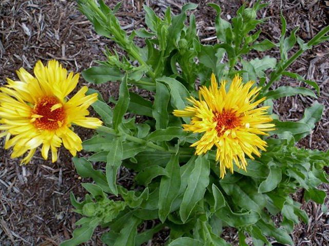 Terry Calendula: creciendo a partir de semillas