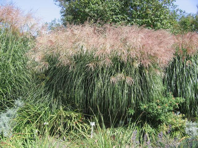 Miscanthus chino