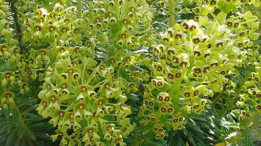 Euphorbia Euphorbia Euphorbia