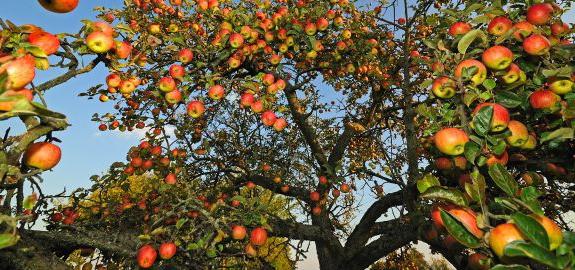 ¿Necesitas poda de manzana en el verano?