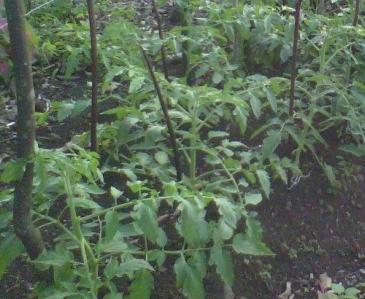 Problemas Ogorododarnye: plantar plántulas de tomate en el suelo