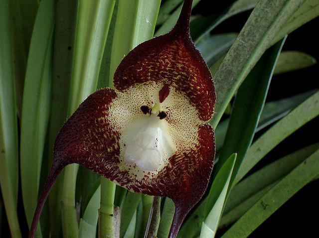 Orquídea Drácula: fotos, plantación y cuidado en el hogar