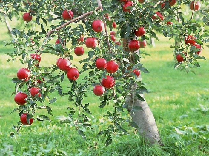 Frutas de manzana