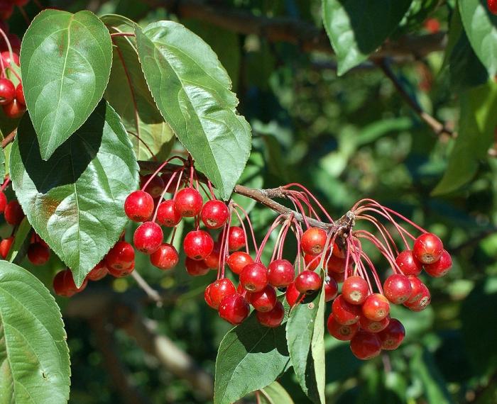 Manzano con pequeñas frutas