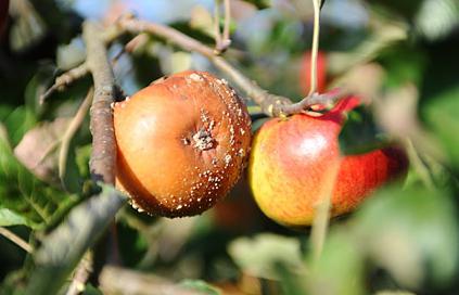 ¿Por qué las manzanas se pudren en un árbol? Cómo guardar la cosecha?