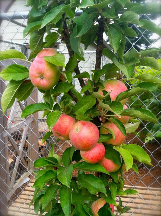 Plantar un manzano en forma de columna en la primavera. Cultivo de manzana, variedad