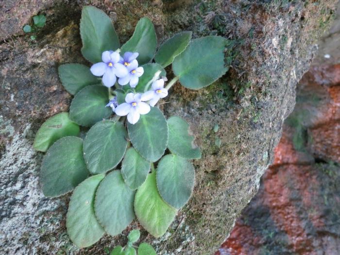 El lugar de nacimiento de las violetas de plantas - las montañas Uzambar