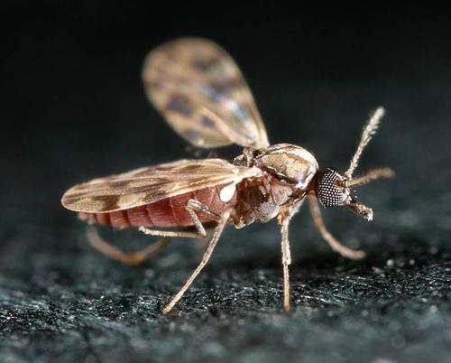 fondos de mosquitos en la calle