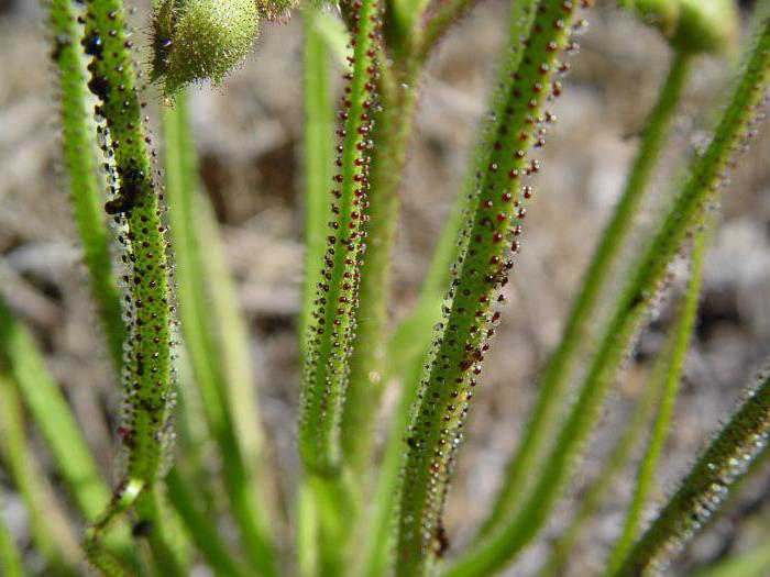 plantas asesinas fotos