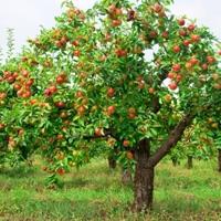 Secretos de la jardinería: aderezo de manzana en otoño