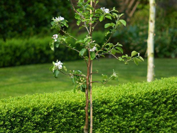 variedad de cereza