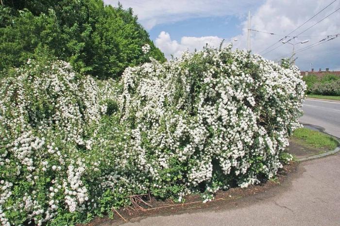 Spiraea birchwood - Puede nevar