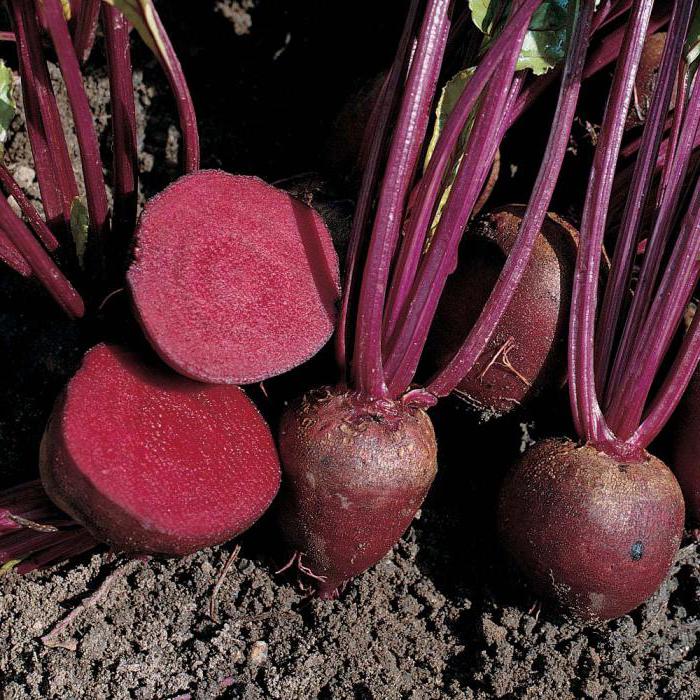 Remolacha Pablo F1: características de la variedad, rendimiento, críticas