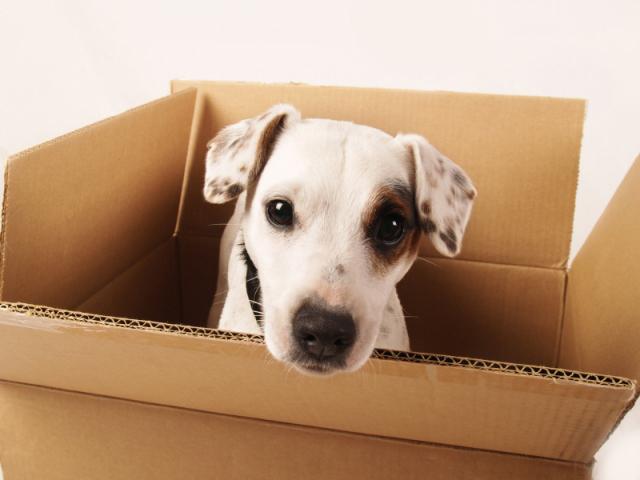 tumbona para un perro de una caja de cartón