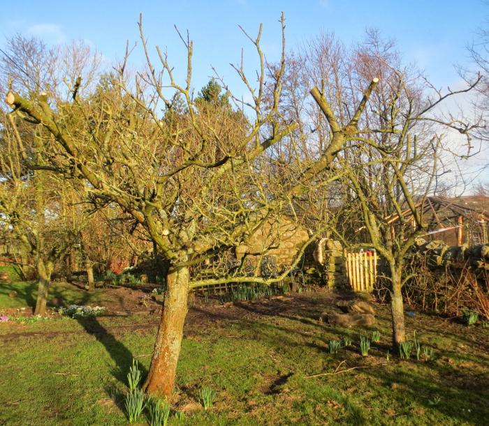 Procesamiento de primavera de jardines con sulfato de hierro. Procesamiento de primavera del jardín de urea