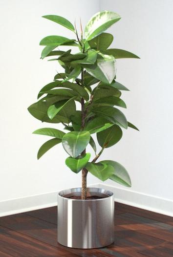 Cultivo de bonsái ficus: el bosque dentro de la casa