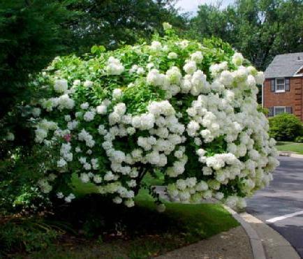 Cultivo de arbustos ornamentales: hortensia Grandiflora paniculada