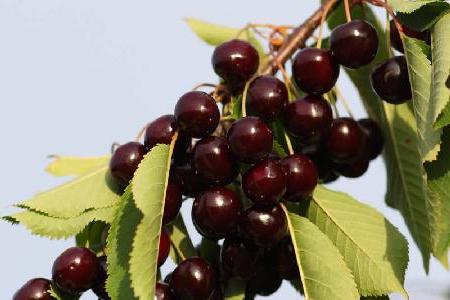 variedades de cerezas de sí mismo