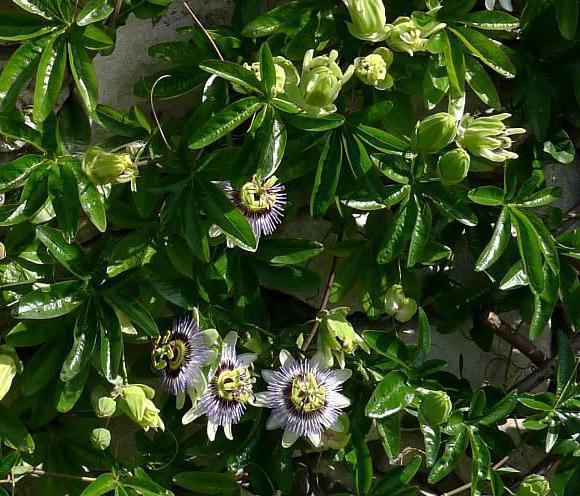 plantas guardabarros para valla