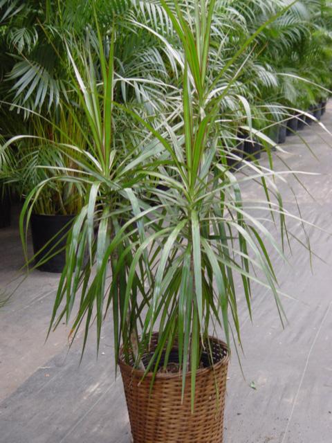 Dracaena riego