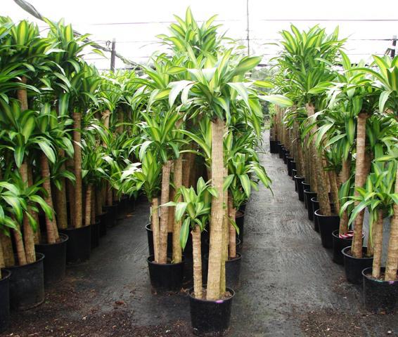 Un árbol con volantes. Cómo cuidar la dracaena en casa