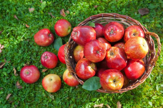 Manzano Orlik: magníficas frutas con un maravilloso aroma