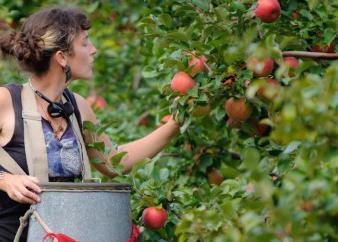 Veterano de Apple: descripción de la variedad