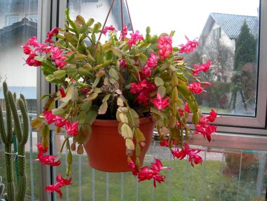 flores caseras en un horóscopo 