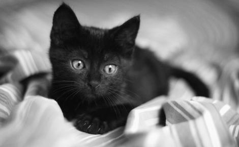 ¿Por qué soñar con un gatito negro? ¡Lo descubriremos!