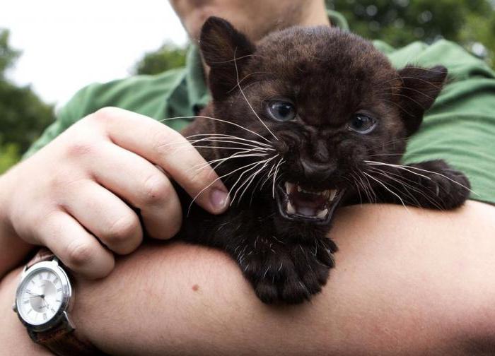 ¿Por qué sueña la pantera? Un intérprete de sueños es una pantera negra. Interpretación de sueños