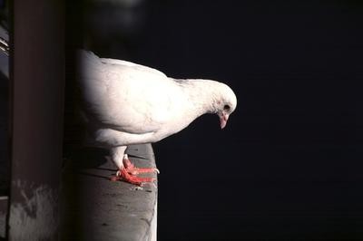 Signos. Las palomas se sientan en el alféizar de la ventana, ¿qué significa eso?