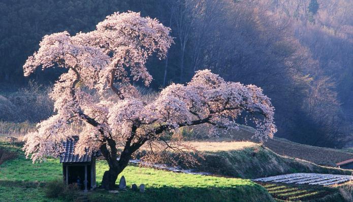 Sueño: un árbol floreciente es un signo de suerte