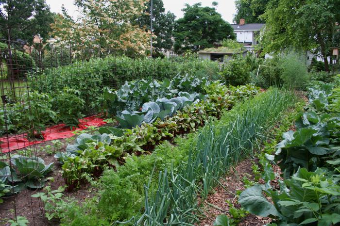 ¿cuál es el sueño de cavar un jardín 