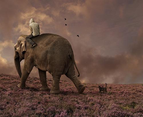 Interpretación de los sueños: un elefante: ¿con qué estás soñando?