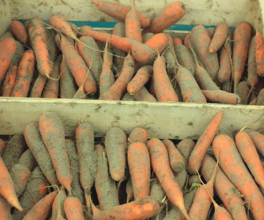 almacenamiento de zanahorias en la bodega