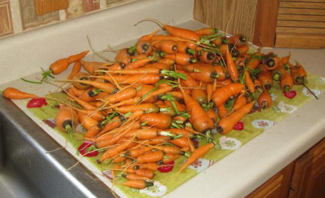 almacenar zanahorias en el invierno en el sótano