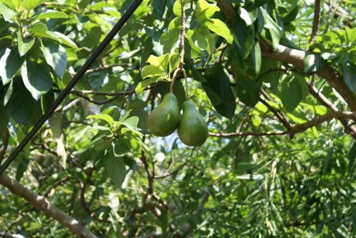 Cómo limpiar el aguacate y cómo comerlo bien