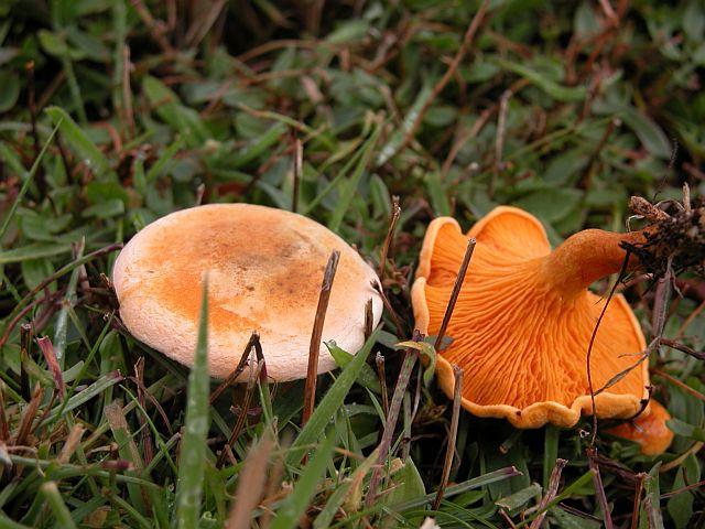 cómo distinguir los chanterelles falsos de los reales