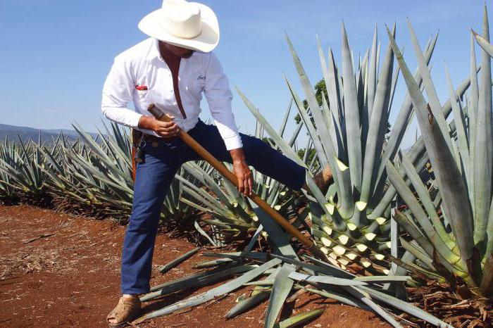 cómo distinguir un olmeca de tequila falso