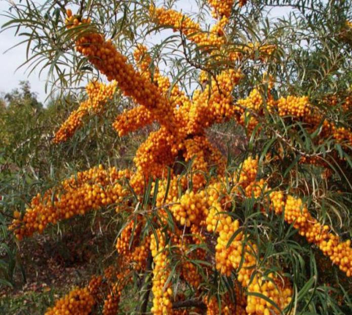 jalea de espino amarillo 