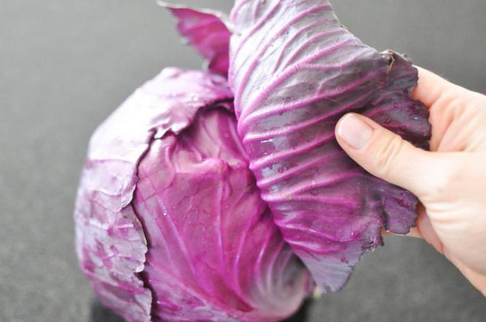 ¿Qué se puede cocinar de la col roja? 