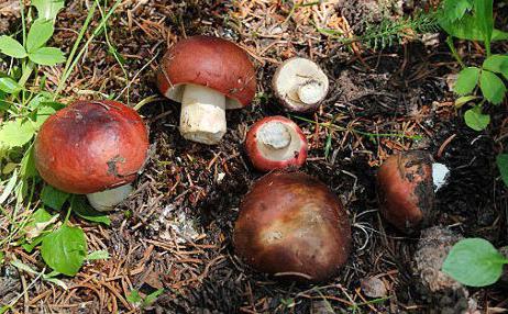 cuánto tiempo lleva cocinar un russula