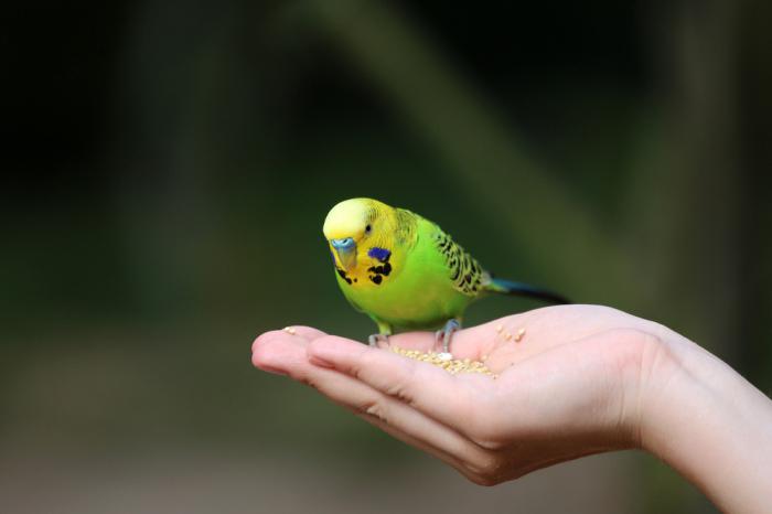 Cómo elegir un loro ondulado. Consejos simples