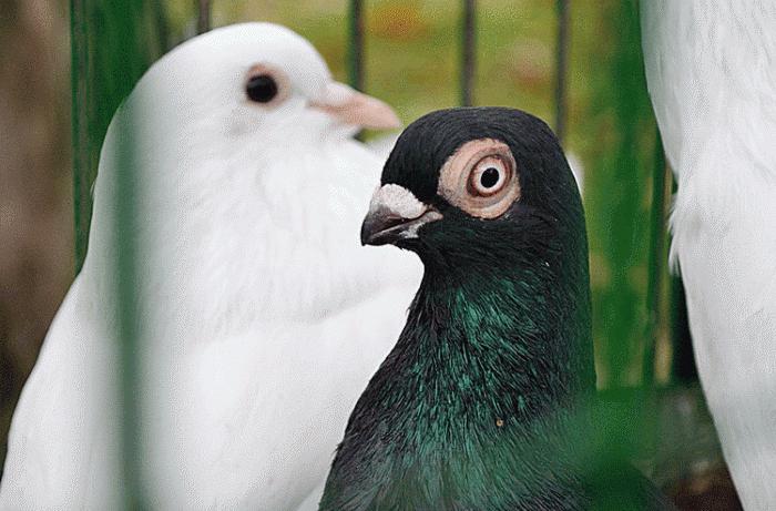 Las palomas Nikolaev son aves que son apreciadas en todo el mundo