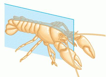 ¿Qué es la simetría, o cómo la naturaleza ayuda a los habitantes del planeta?