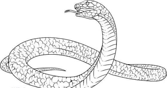 Cómo dibujar una serpiente y cómo entenderla mejor