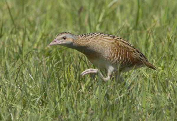 Resumen del libro por qué maté a la corncrake