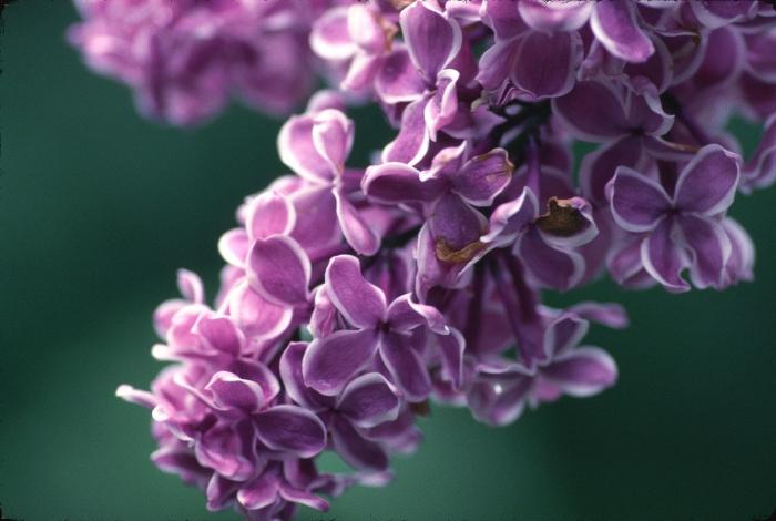  Foto de arbustos con flores con nombres