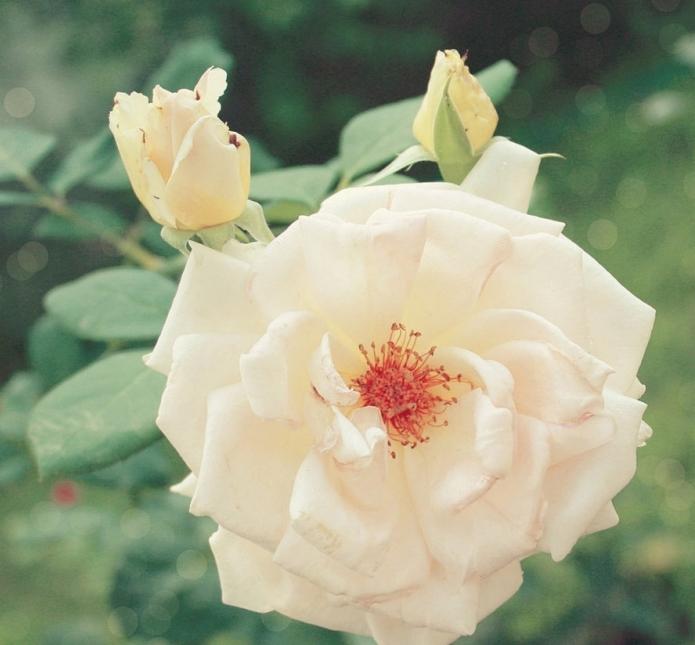 arbusto floreciendo flores rosadas