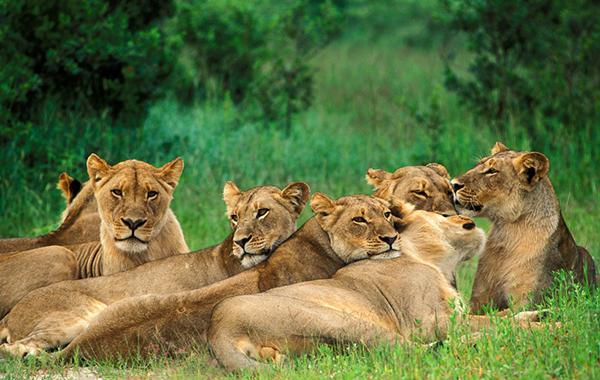 Mamífero depredador africano león